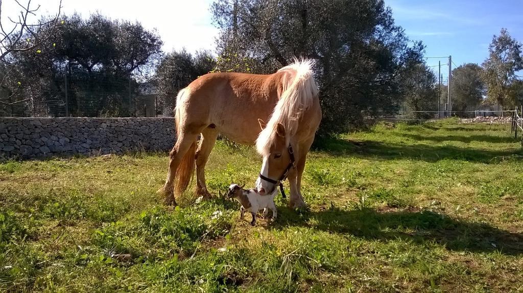 Trulli Aurasia Ostuni Værelse billede
