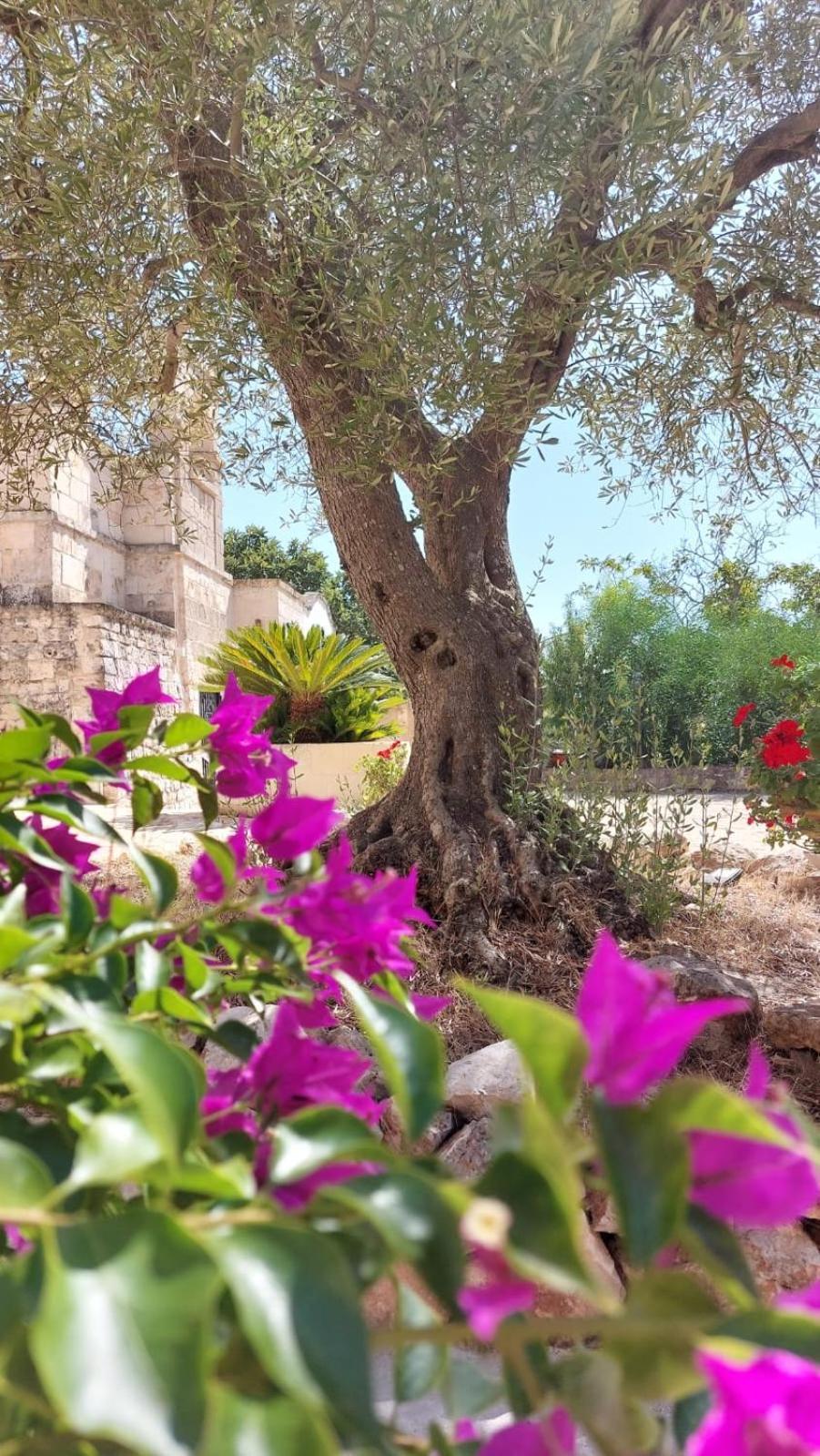 Trulli Aurasia Ostuni Eksteriør billede