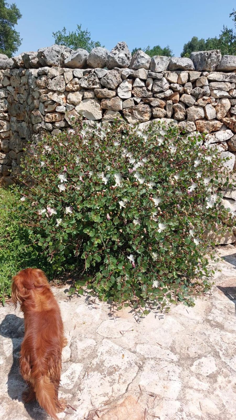 Trulli Aurasia Ostuni Eksteriør billede